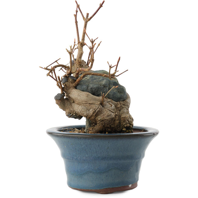 Acer buergerianum, 13,5 cm, ± 10 anni