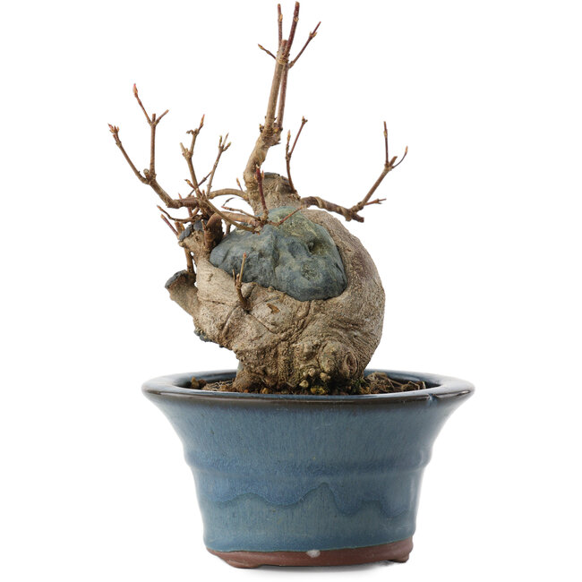 Acer buergerianum, 13,5 cm, ± 10 jaar oud