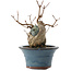 Acer buergerianum, 13,5 cm, ± 10 anni