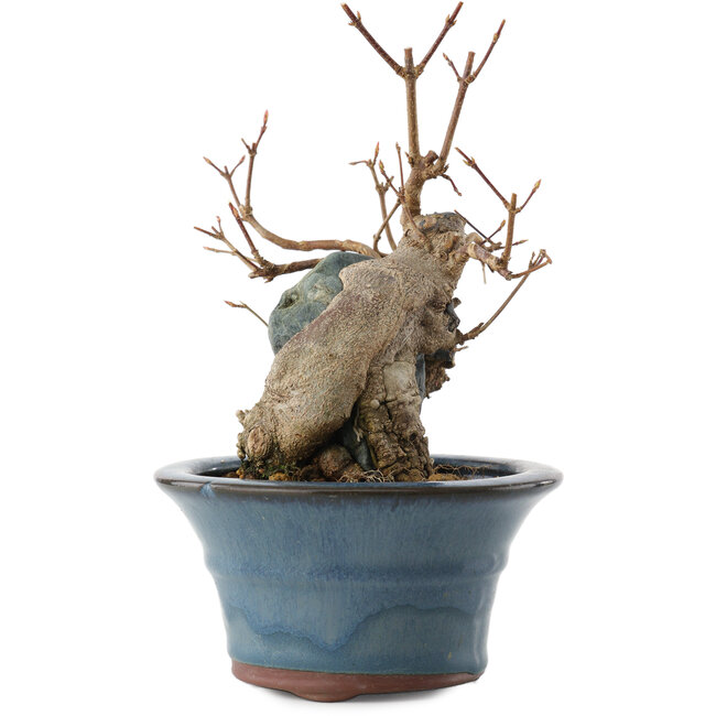 Acer buergerianum, 13,5 cm, ± 10 jaar oud