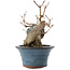 Acer buergerianum, 13,5 cm, ± 10 anni