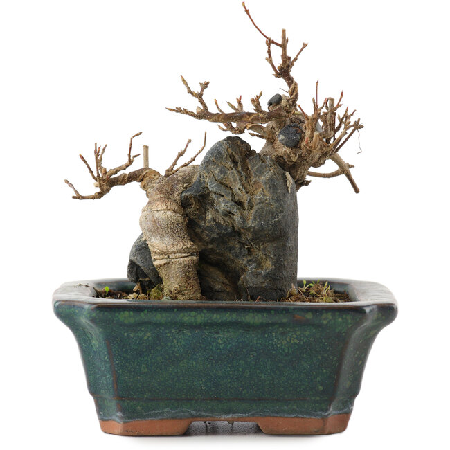 Acer buergerianum, 9,5 cm, ± 10 Jahre alt