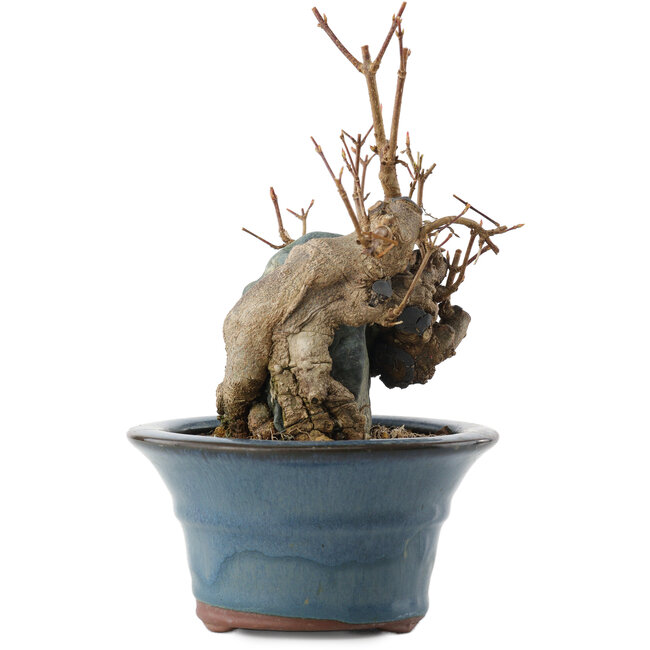 Acer buergerianum, 13,5 cm, ± 10 ans