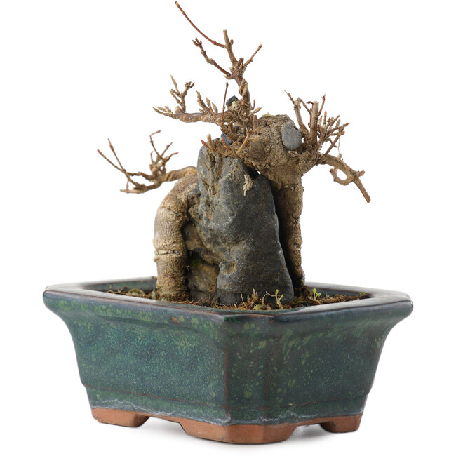 Acer buergerianum, 9,5 cm, ± 10 years old