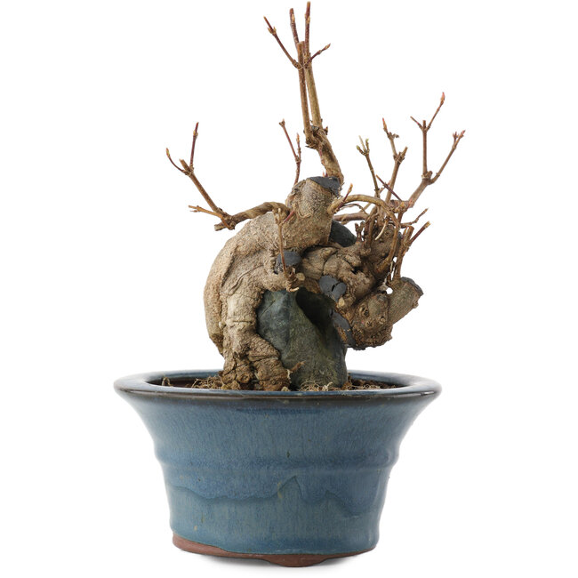 Acer buergerianum, 13,5 cm, ± 10 jaar oud