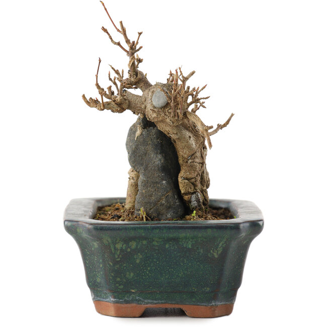 Acer buergerianum, 9,5 cm, ± 10 Jahre alt