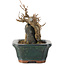 Acer buergerianum, 9,5 cm, ± 10 jaar oud
