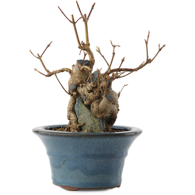 Acer buergerianum, 13,5 cm, ± 10 jaar oud