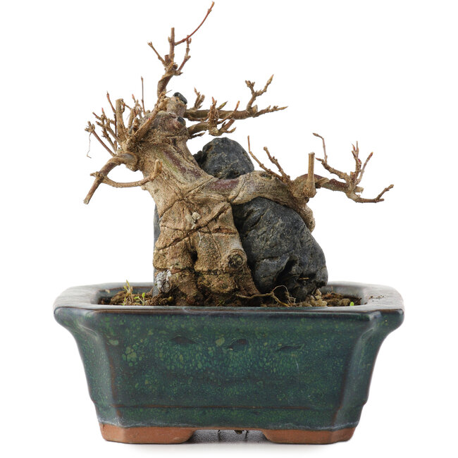 Acer buergerianum, 9,5 cm, ± 10 Jahre alt