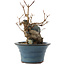 Acer buergerianum, 13,5 cm, ± 10 anni