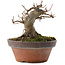 Acer buergerianum, 8,5 cm, ± 10 jaar oud