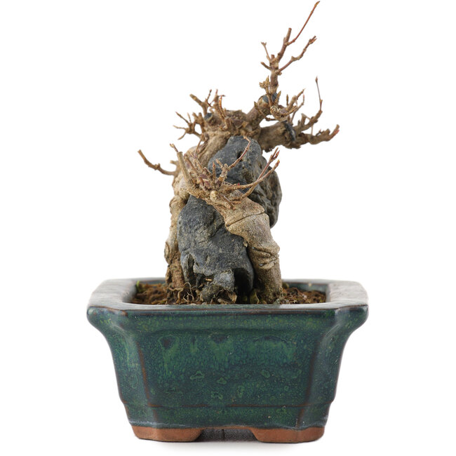 Acer buergerianum, 9,5 cm, ± 10 años