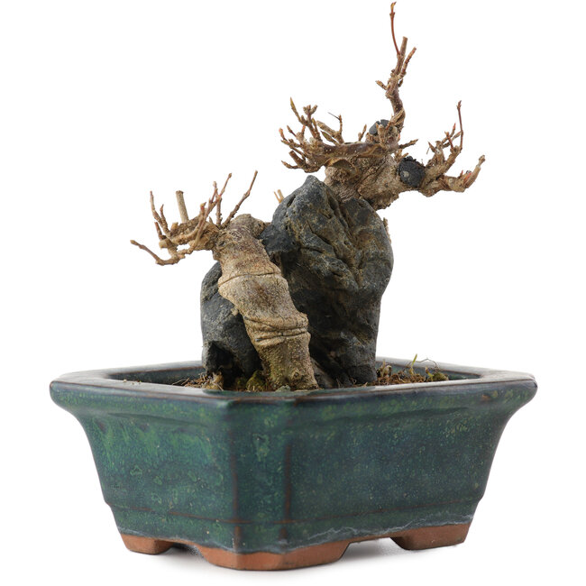 Acer buergerianum, 9,5 cm, ± 10 Jahre alt