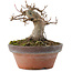 Acer buergerianum, 8,5 cm, ± 10 years old