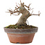 Acer buergerianum, 8,5 cm, ± 10 Jahre alt