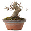 Acer buergerianum, 8,5 cm, ± 10 years old