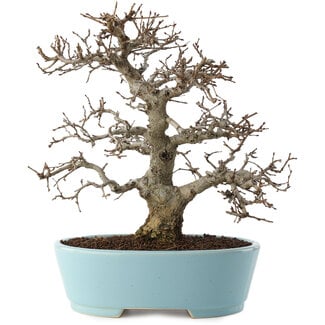 Carpinus coreana, 27 cm, ± 20 Jahre alt