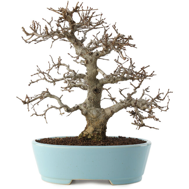 Carpinus coreana, 27 cm, ± 20 anni