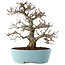 Carpinus coreana, 27 cm, ± 20 Jahre alt