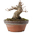 Acer buergerianum, 8,5 cm, ± 10 anni