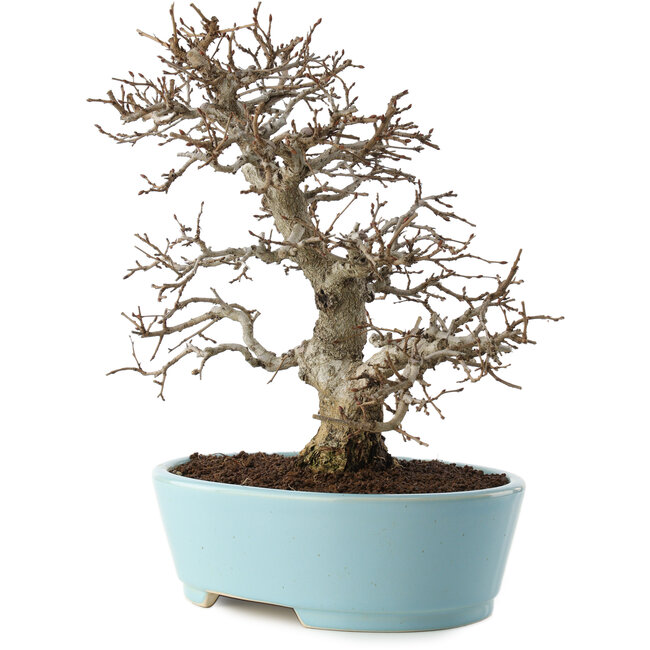 Carpinus coreana, 27 cm, ± 20 Jahre alt