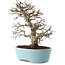 Carpinus coreana, 27 cm, ± 20 Jahre alt