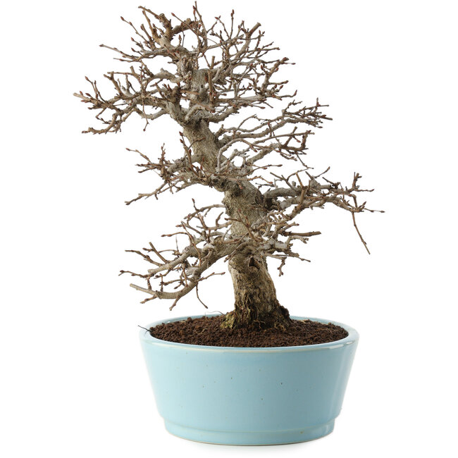 Carpinus coreana, 27 cm, ± 20 anni