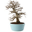 Carpinus coreana, 27 cm, ± 20 Jahre alt