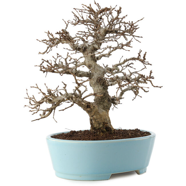 Carpinus coreana, 27 cm, ± 20 anni