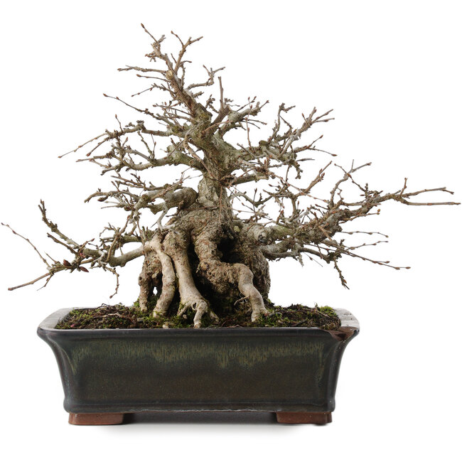 Carpinus coreana, 23 cm, ± 30 years old, in a pot with a chip