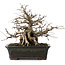 Carpinus coreana, 23 cm, ± 30 years old, in a pot with a chip