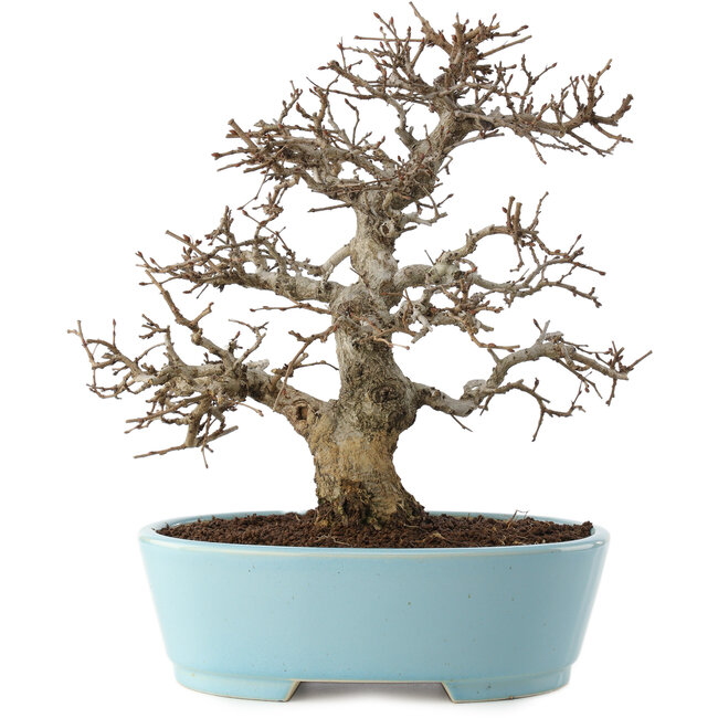 Carpinus coreana, 27 cm, ± 20 ans