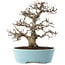 Carpinus coreana, 27 cm, ± 20 Jahre alt