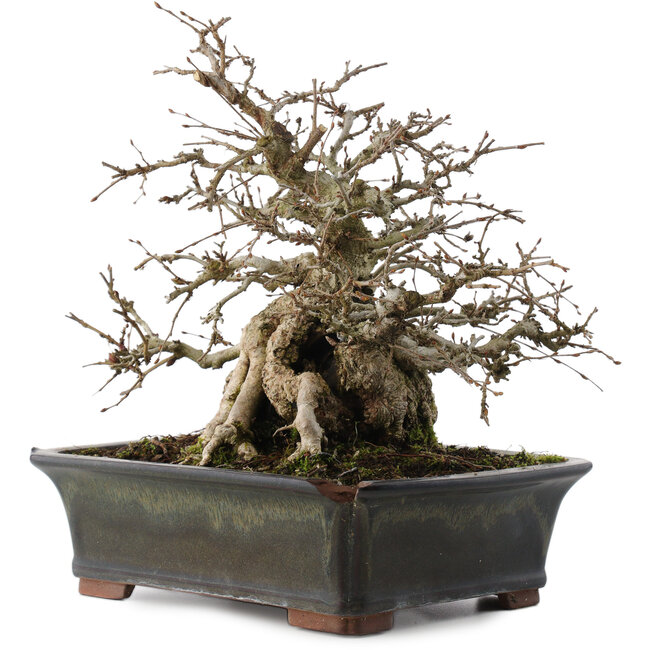 Carpinus coreana, 23 cm, ± 30 years old, in a pot with a chip