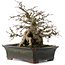 Carpinus coreana, 23 cm, ± 30 years old, in a pot with a chip