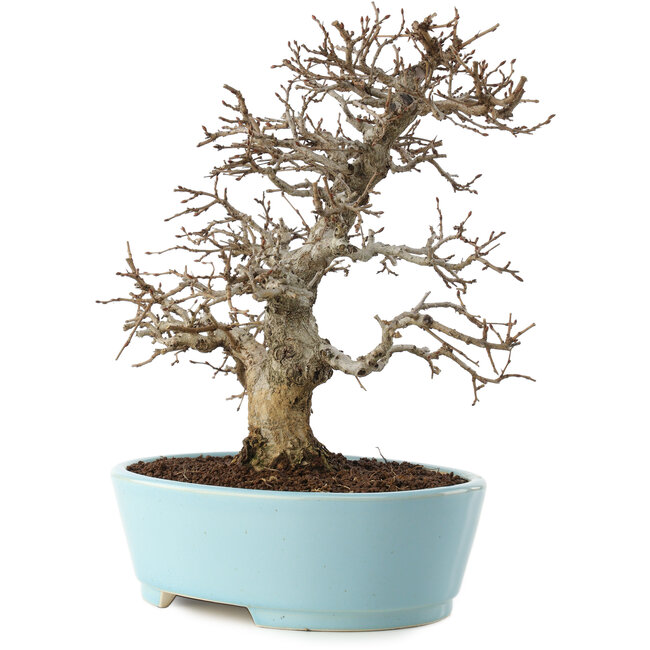 Carpinus coreana, 27 cm, ± 20 años