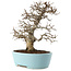 Carpinus coreana, 27 cm, ± 20 Jahre alt