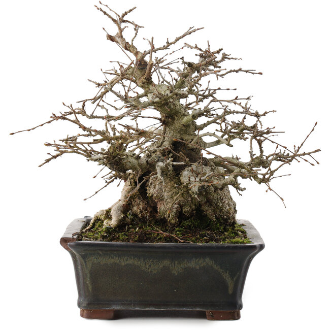 Carpinus coreana, 23 cm, ± 30 anni, in vaso con chip