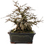 Carpinus coreana, 23 cm, ± 30 Jahre alt, in einem Topf mit Chip