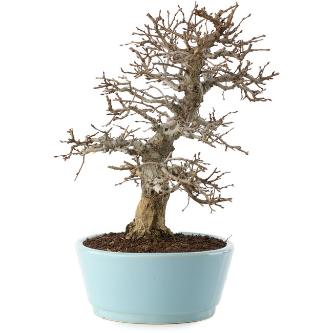Carpinus coreana, 27 cm, ± 20 Jahre alt