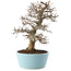 Carpinus coreana, 27 cm, ± 20 Jahre alt