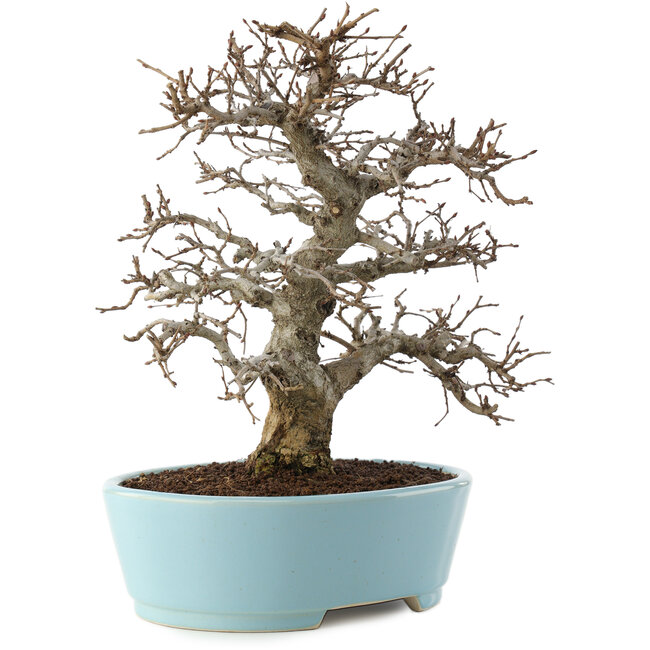 Carpinus coreana, 27 cm, ± 20 años