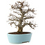 Carpinus coreana, 27 cm, ± 20 Jahre alt