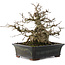 Carpinus coreana, 23 cm, ± 30 Jahre alt, in einem Topf mit Chip