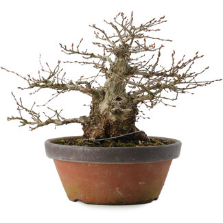 Carpinus coreana, 22 cm, ± 30 anni