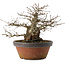 Carpinus coreana, 22 cm, ± 30 anni