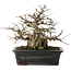 Carpinus coreana, 23 cm, ± 30 Jahre alt, in einem Topf mit Chip