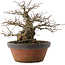 Carpinus coreana, 22 cm, ± 30 anni