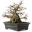 Carpinus coreana, 23 cm, ± 30 years old, in a pot with a chip