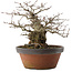 Carpinus coreana, 22 cm, ± 30 Jahre alt